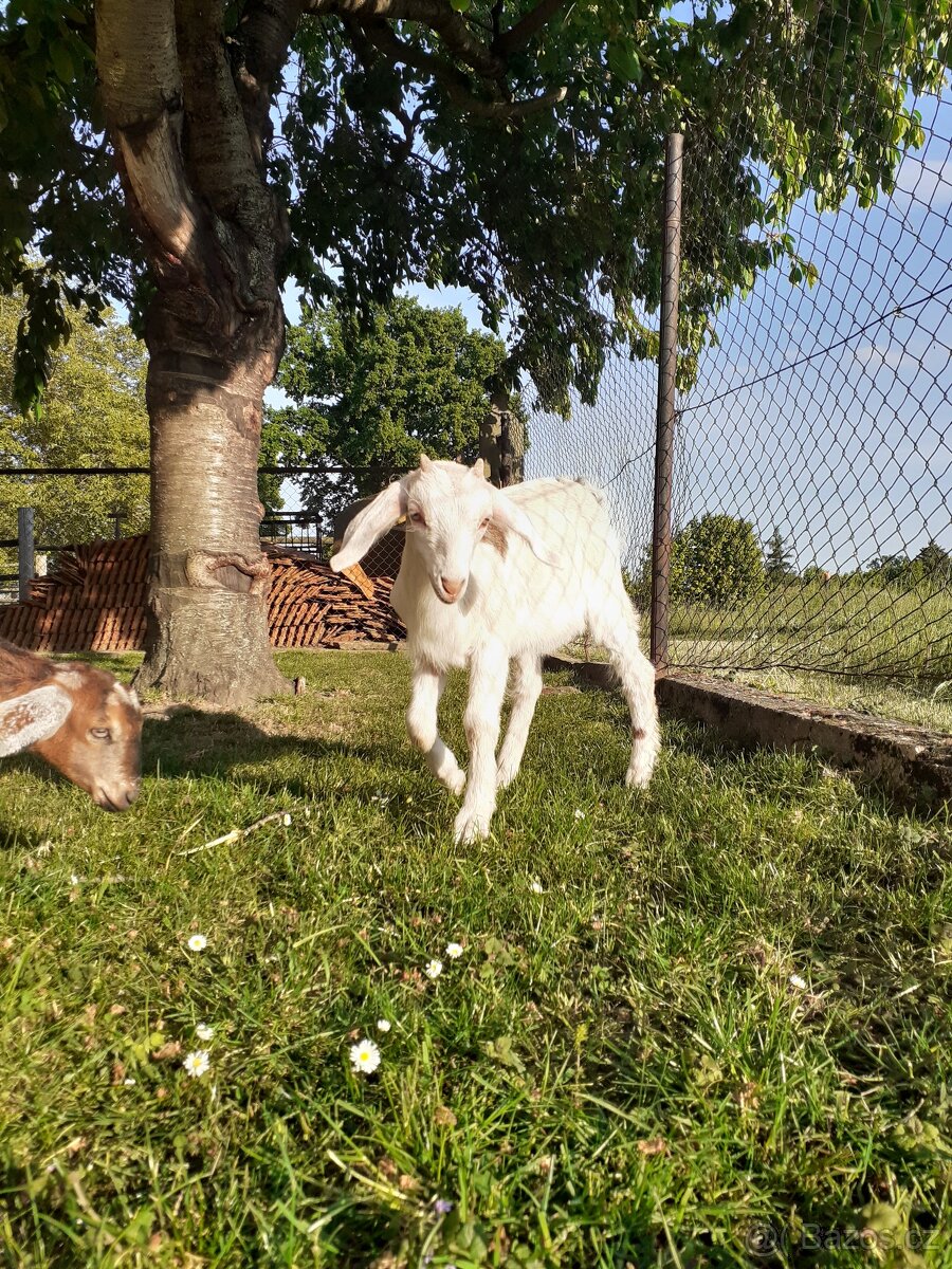 Anglonubijská kozička a kozlík - 2