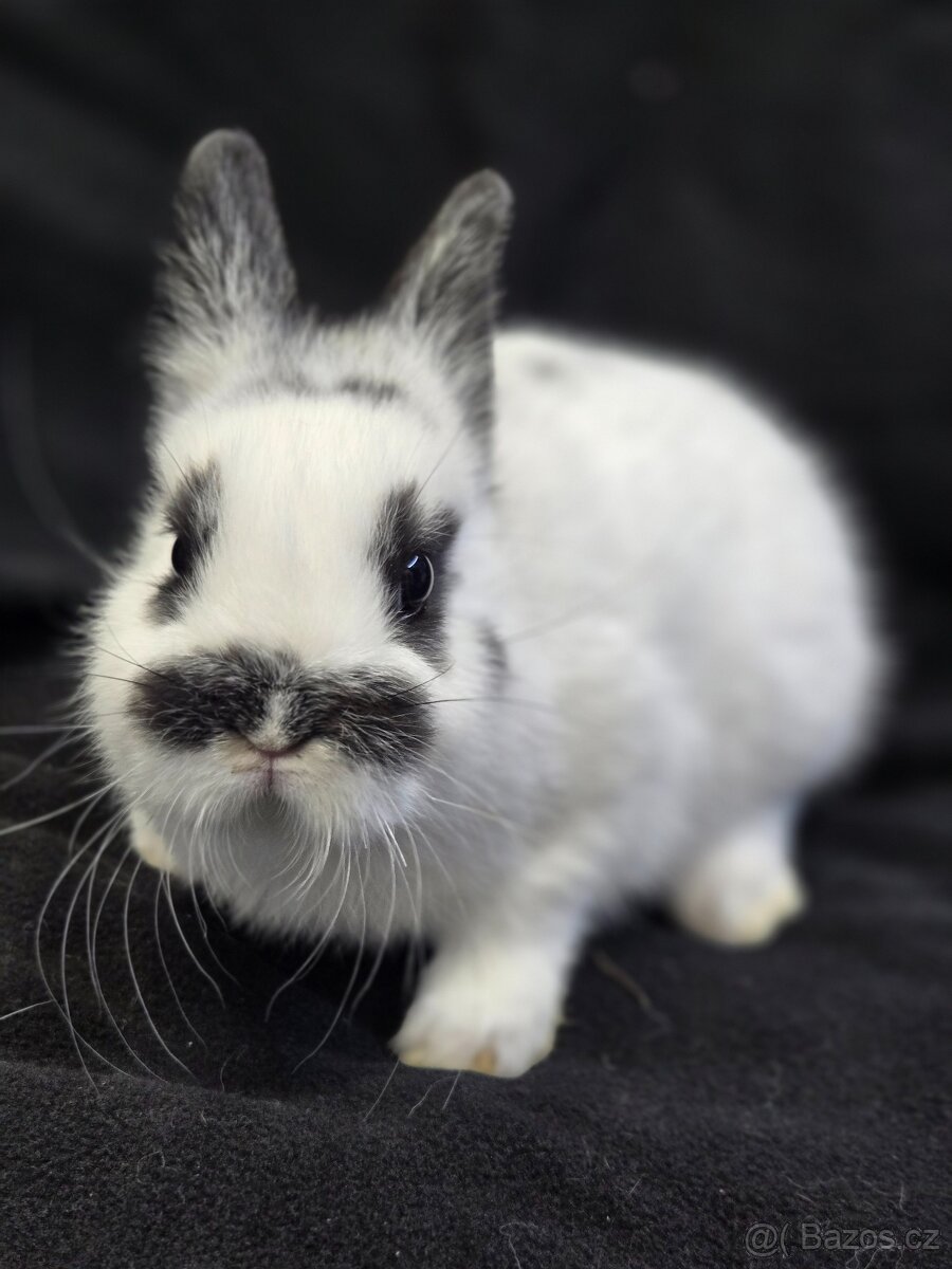 Mláďata zakrslých králíků - 2