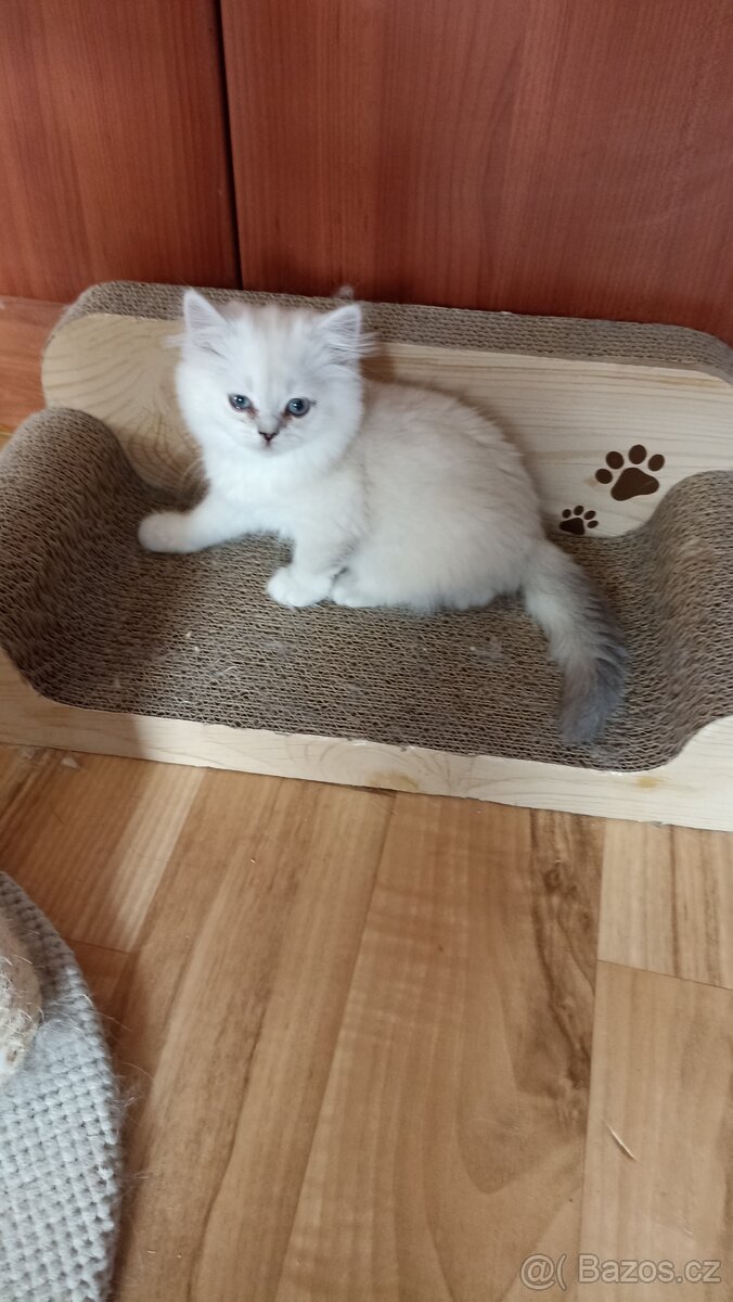Britský kocourek s PP - 2