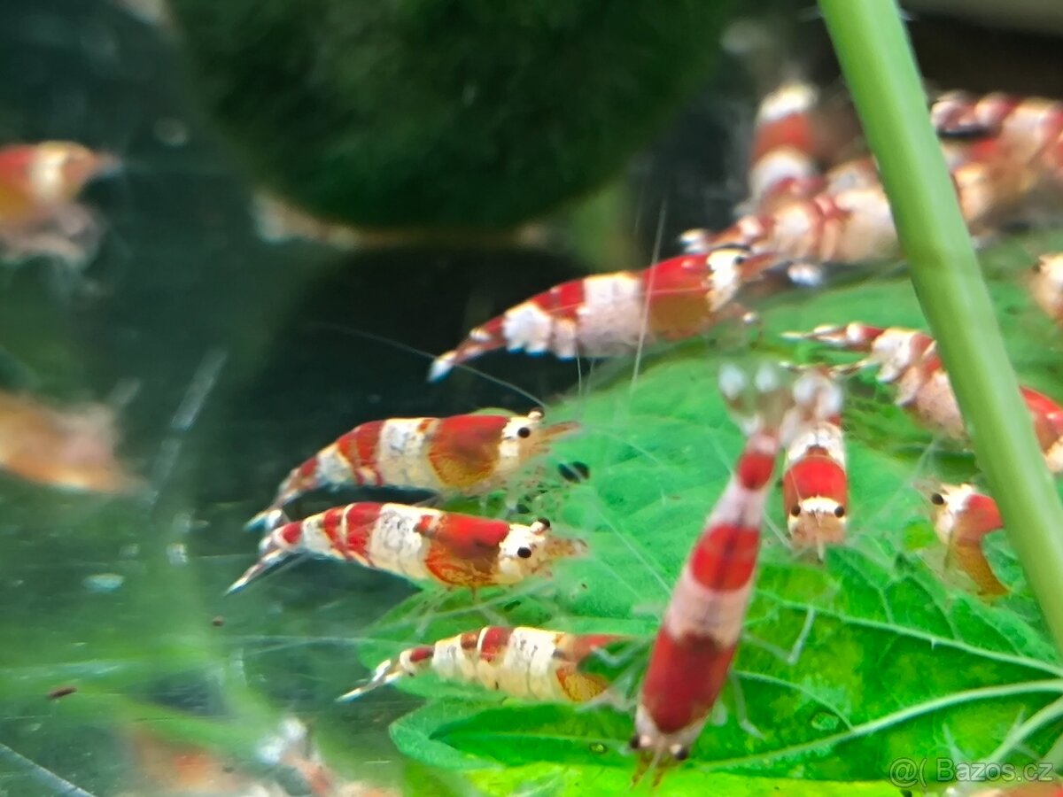 Krevetky CARIDINA RED CRYSTAL - 2