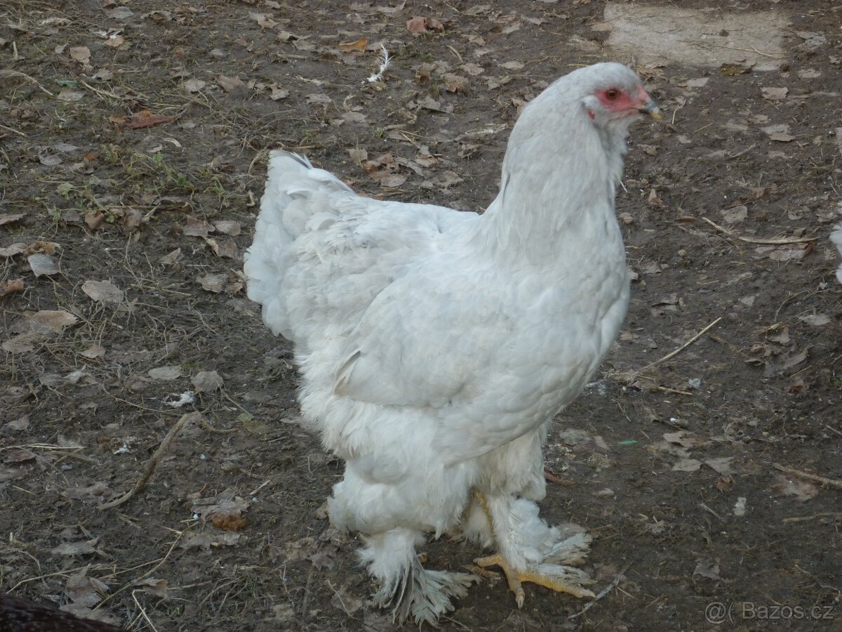 Brahmanka velká lavender 1,1 - 2