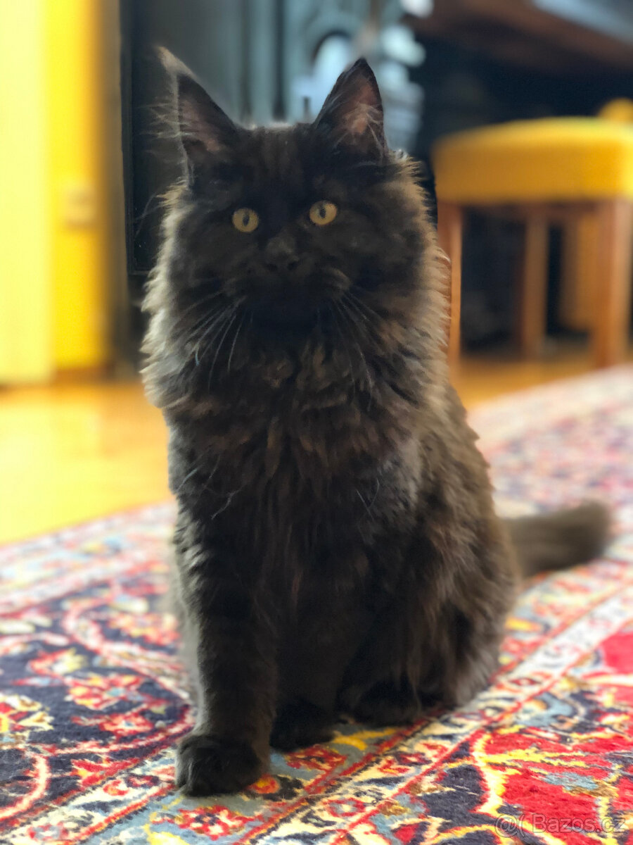 Mainská mývalí s PP - 2