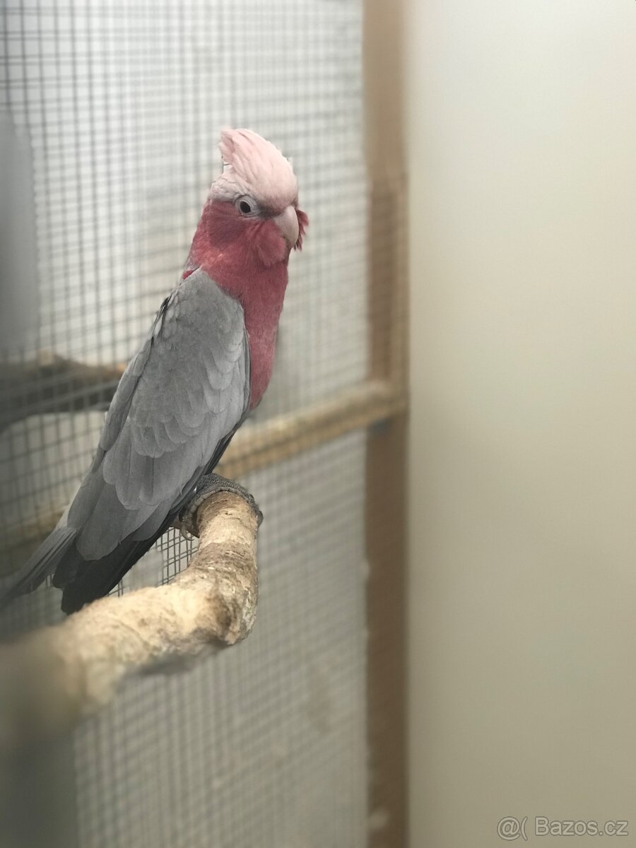 Kakadu štěpitelný 2025 - 2