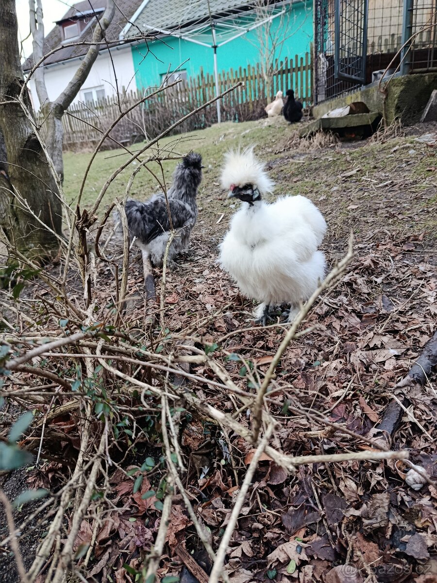 Hedvábnička kohouti - 2