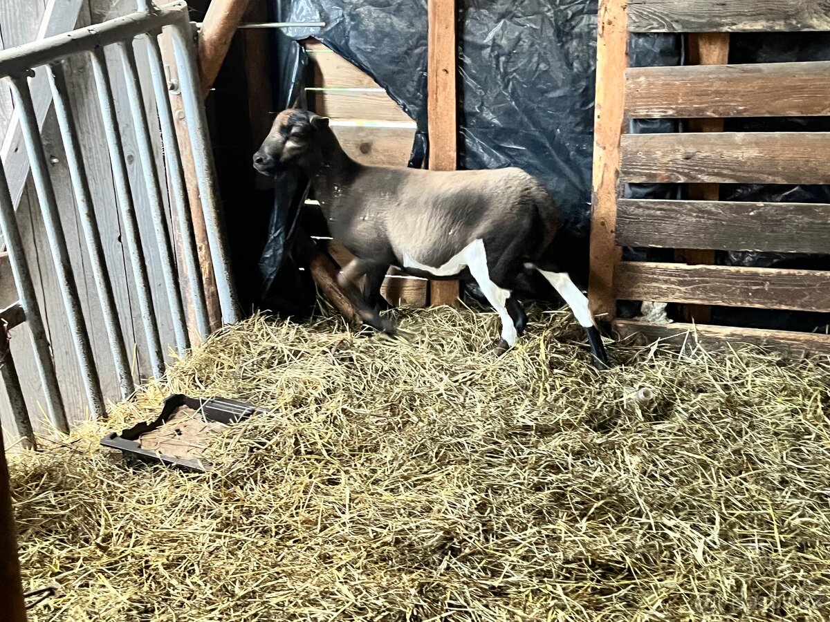 Kamerunská ovce - 2