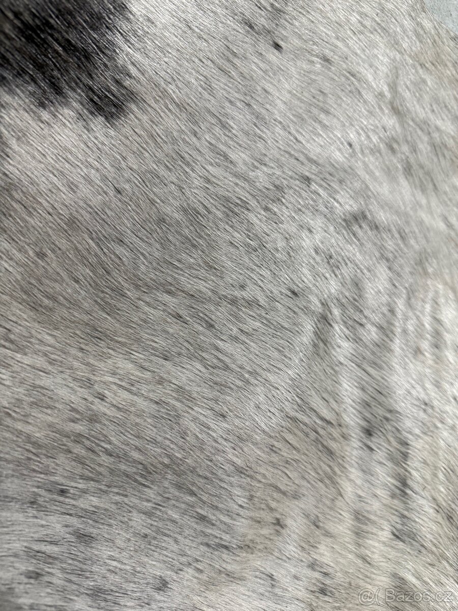 Hovězí kůže-koberec - 2