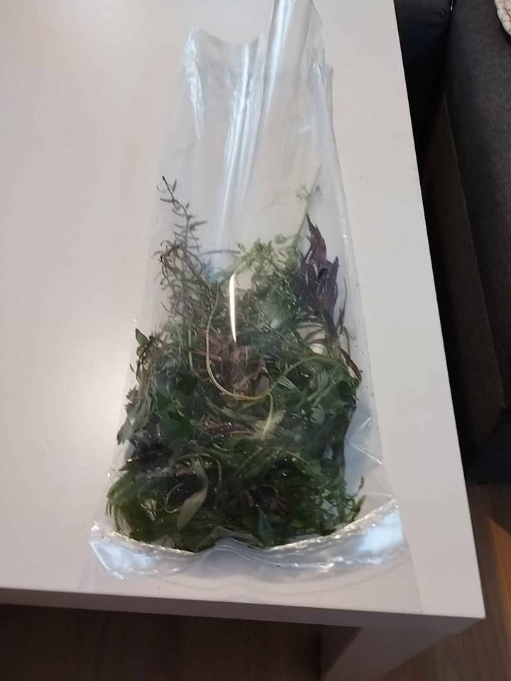 Akvarijní Rostliny prostříh mix - 150kč/pytlík - 2