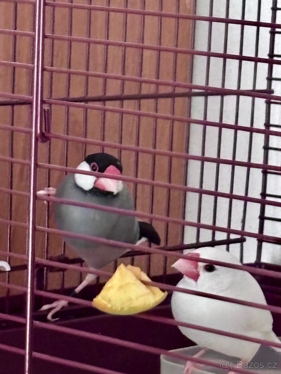 🐦 Prodám dva rýžovníky šedé – samec a samička - 2