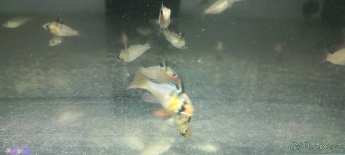 Mikrogeophagus ramirezi - 2