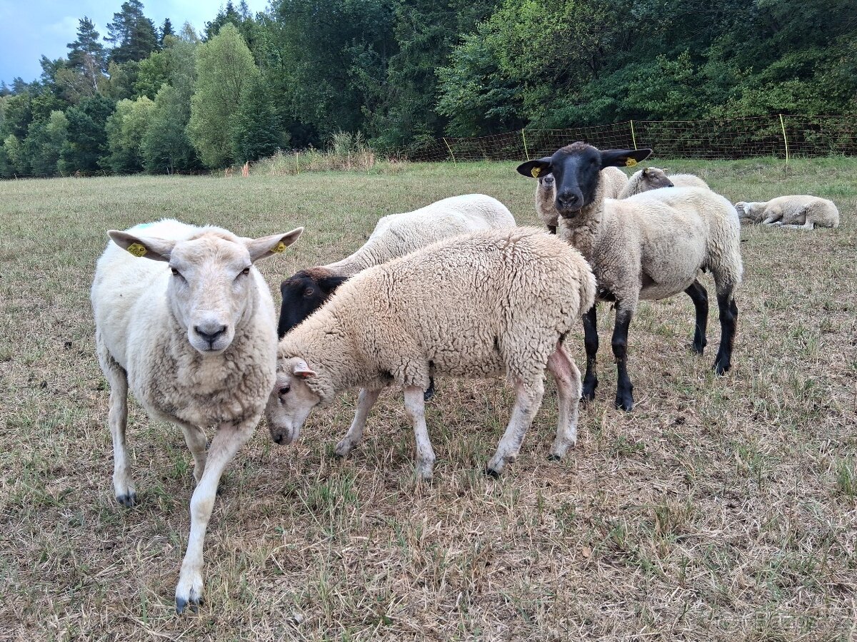 Berani texel x suffolk - 2