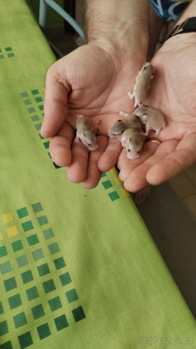 Mimča křečka Roborovského - 2