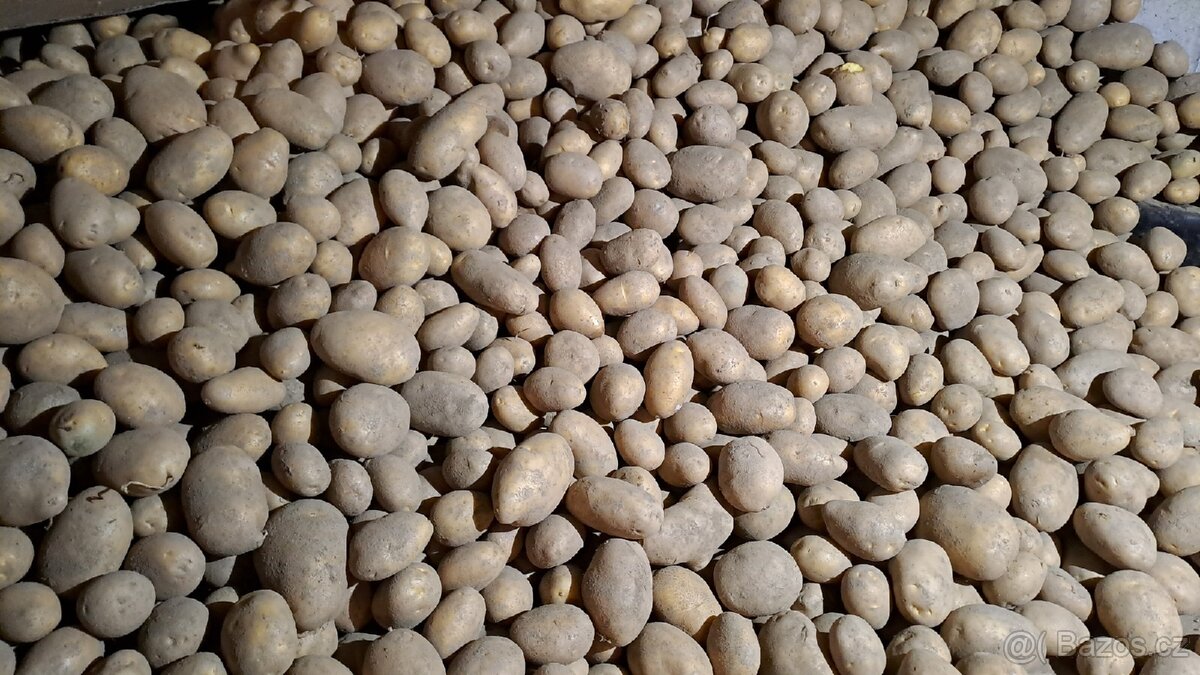 Brambory konzumní a odpad - 2