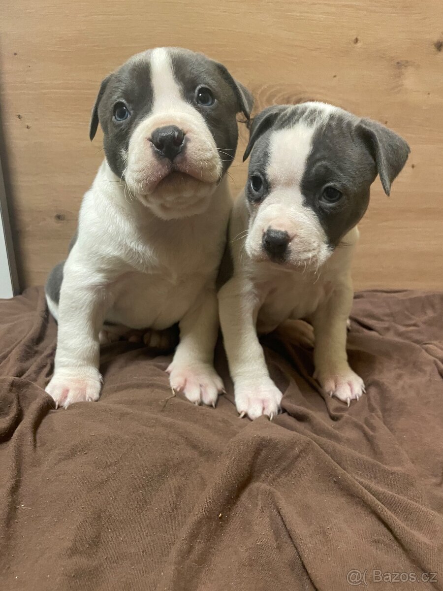 Americký stafordšírsky teriér - 2