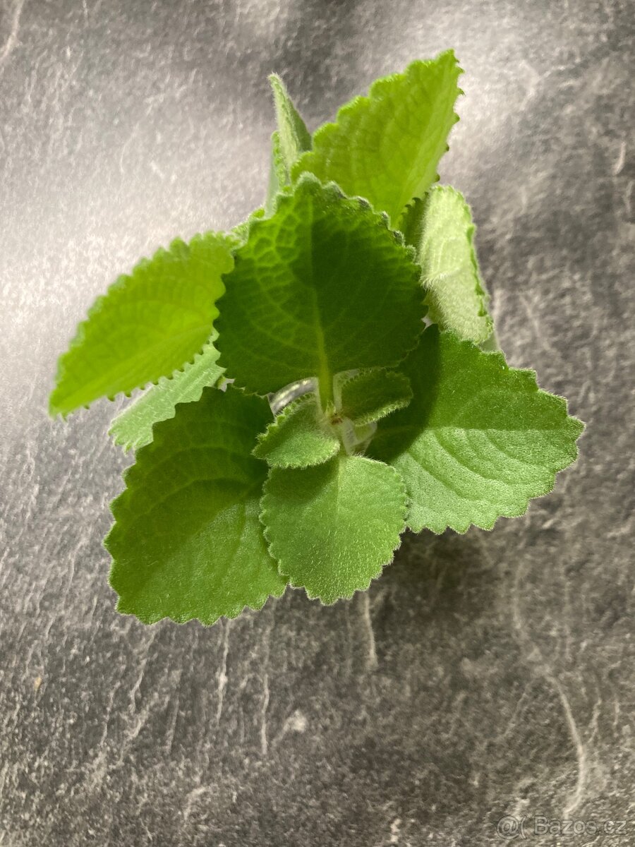 Rymovnik domácí - 2