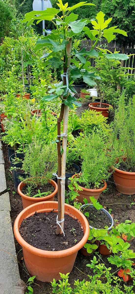 Fíkovník, Ficus carica, stromky - 2