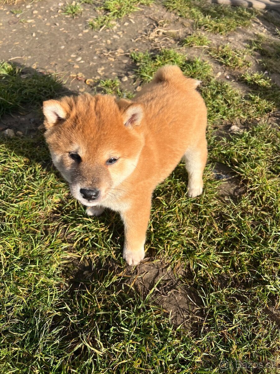 Shiba inu - 2
