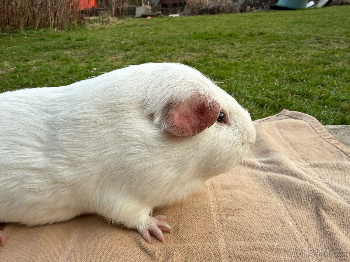 Morče samec - morčátko morčátka - 2