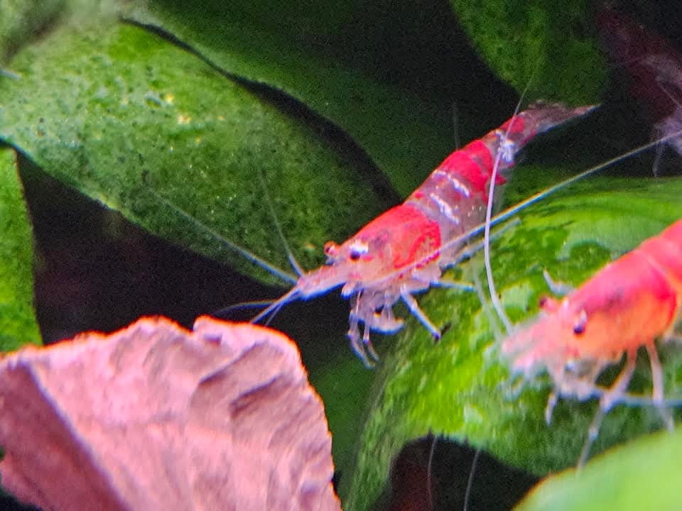 Krevetky Red crystal caridina - 2