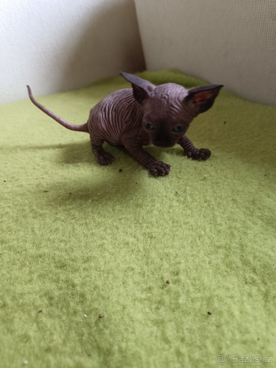 Sphynx bez PP - 2