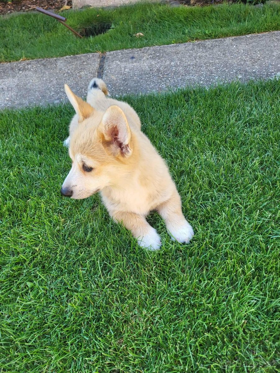 Welsh corgi - 2