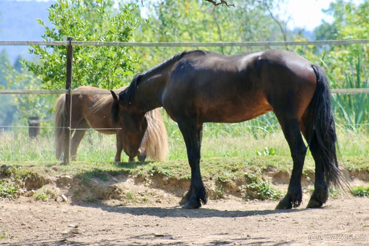 Barock pinto - 2