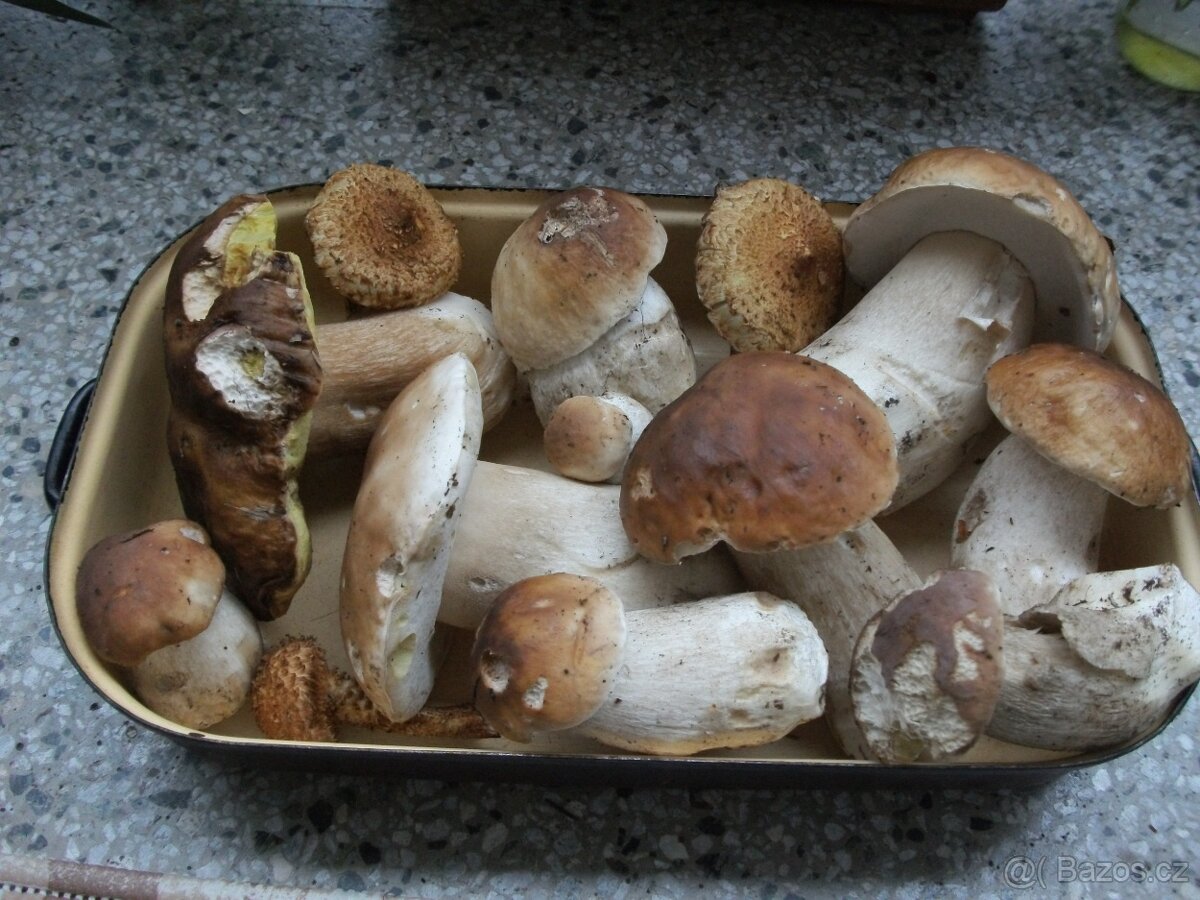 Sušené hřibovité houby - 2