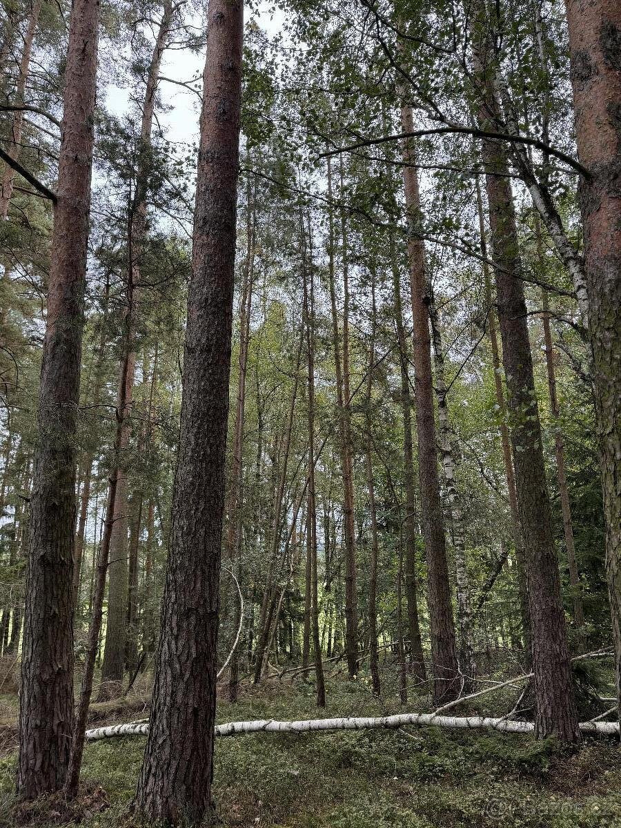 Prodám pozemky v k.ú. Mohuřice, p.č. 440 , 434/1 a 434/3 - 2