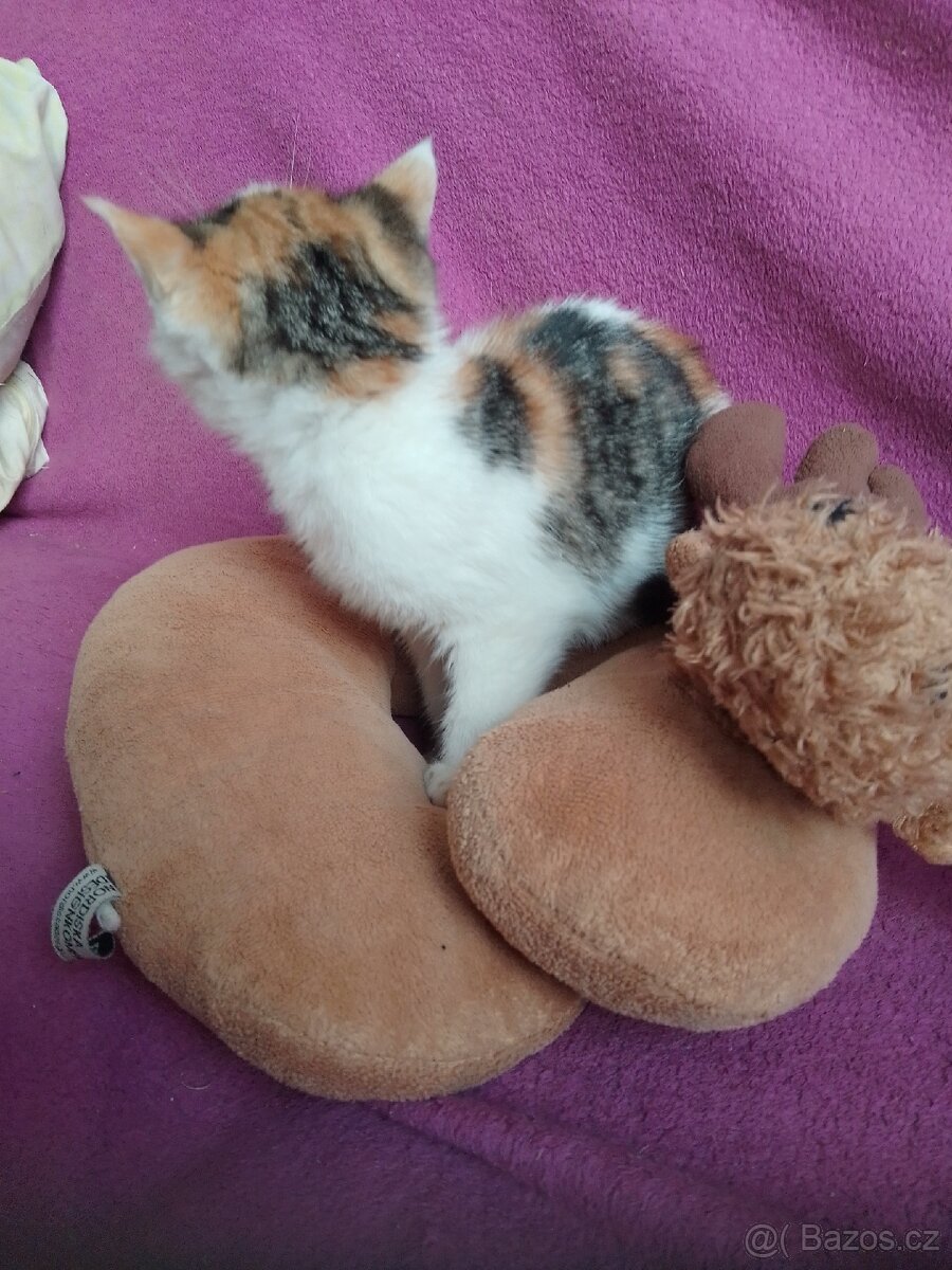Daruji kotě - 2