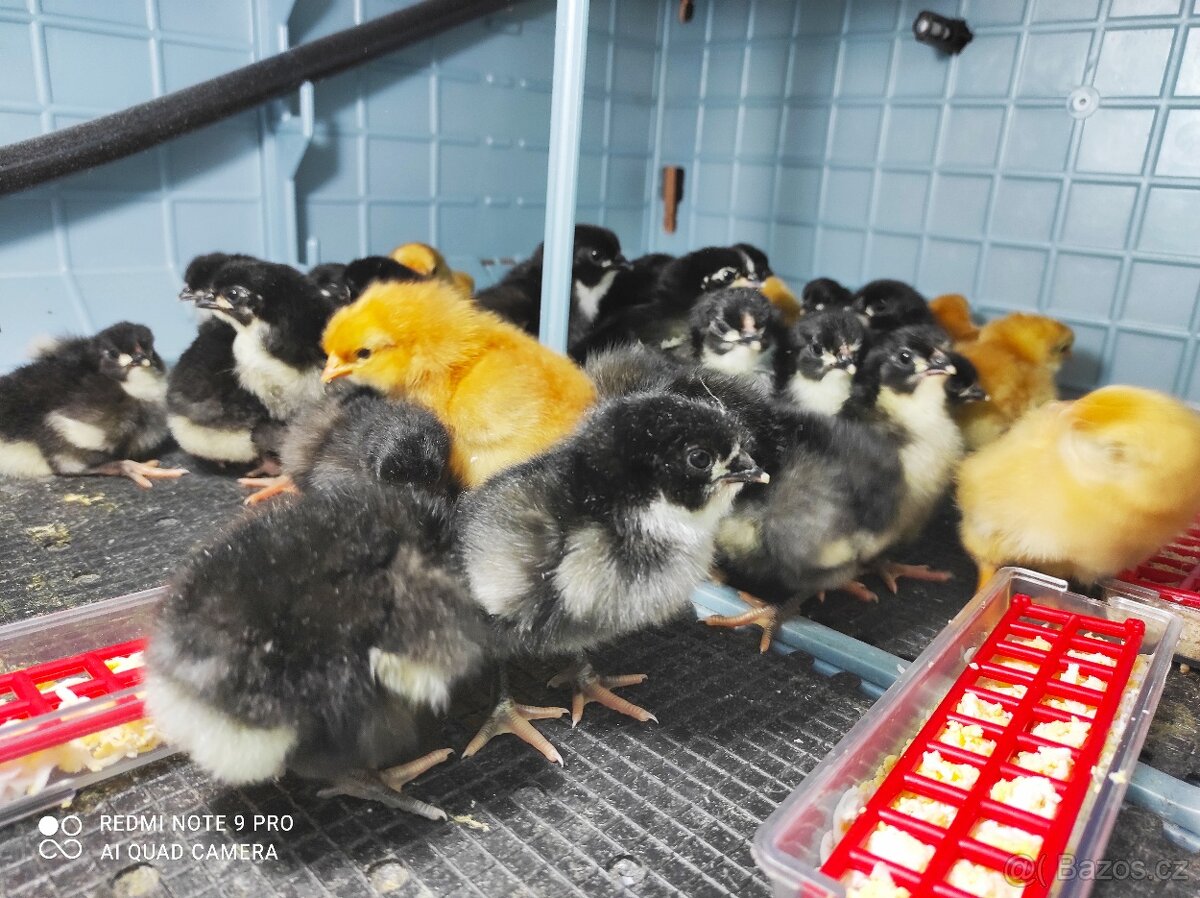 Násadová vejce a kuřata Hempšírka - 2
