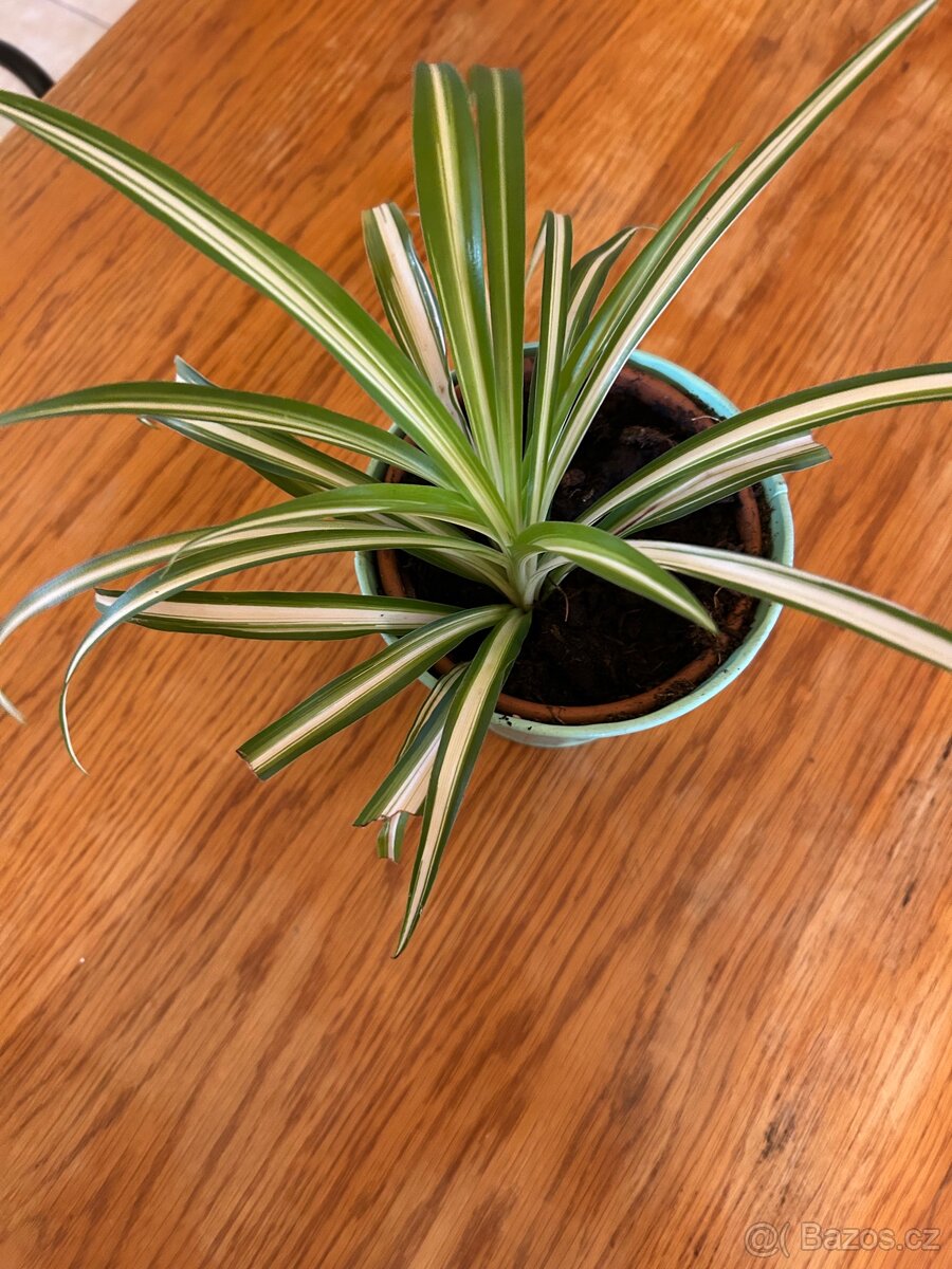 Dekorační živá rostlina - 2