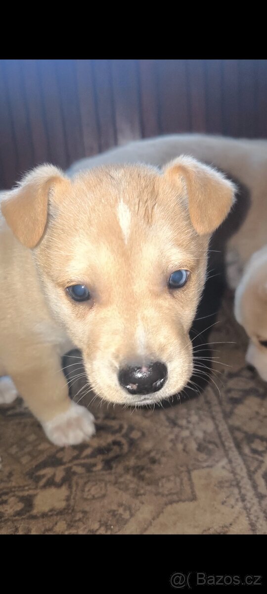 Štěňata Husky x kříženec staforda - 2