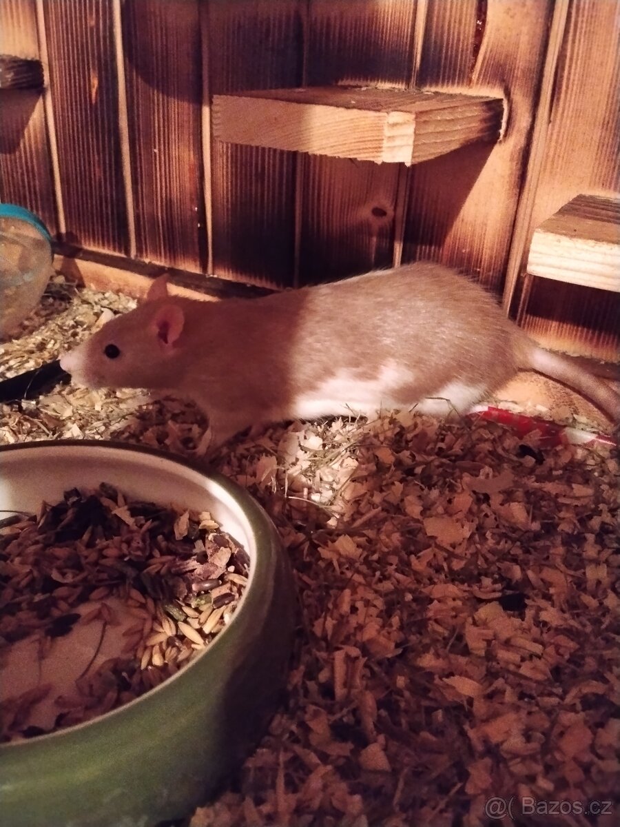 Prodám potkany 🐀🐀 - 2