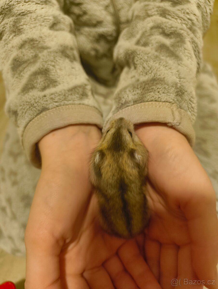 Křeček Džungarský - 2