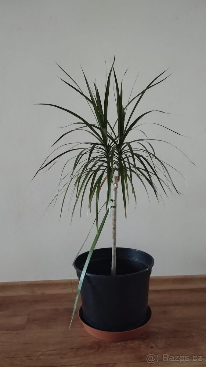 Dracena - 2