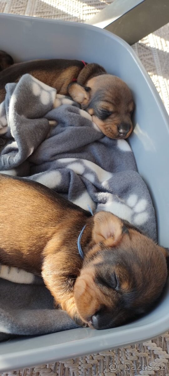 Jezevčík drsnosrstý - 2