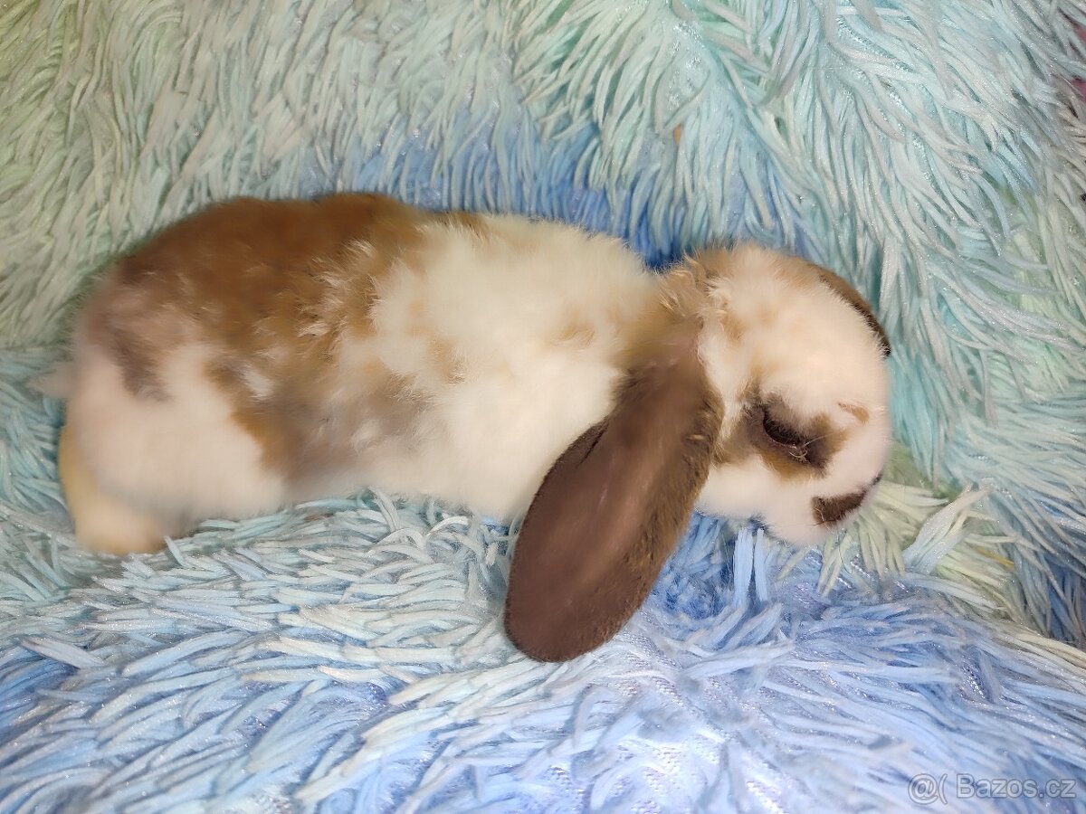 Zakrslý králík -beránek - 2