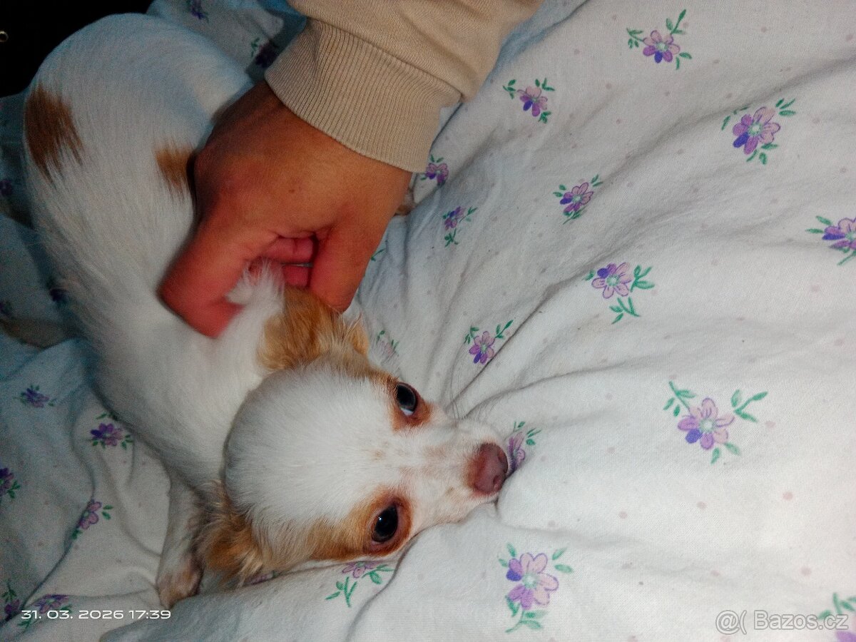 Čivava dlouhosrstá - 2