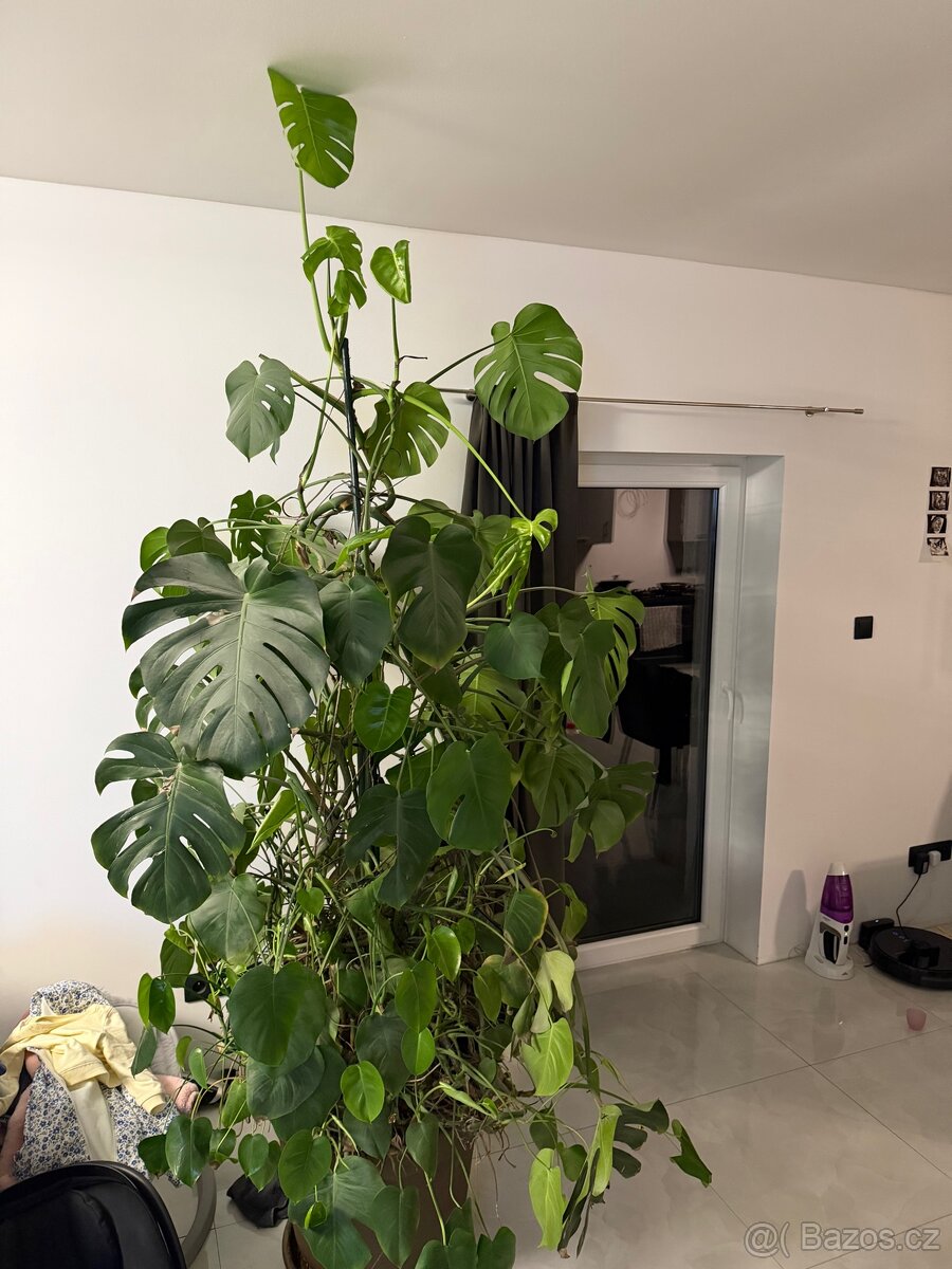 Monstera skvostná - 2
