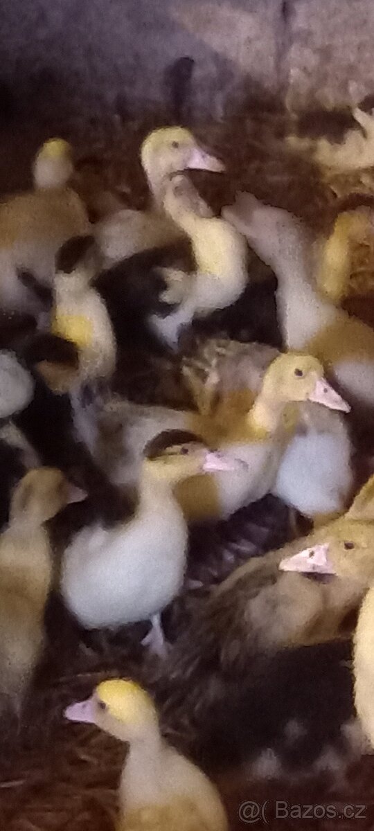 Prodám kachňata - 2