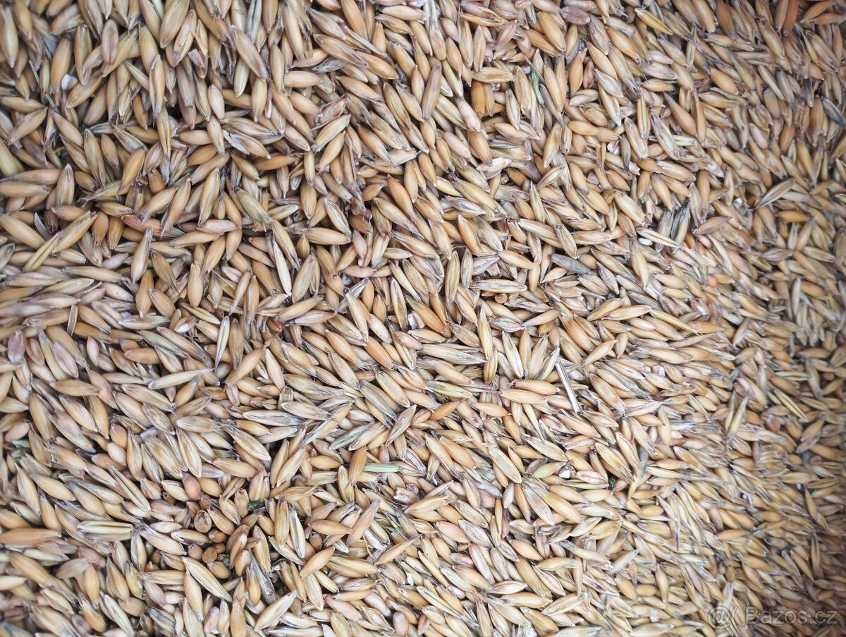 Slunečnice, ječmen a oves - 2