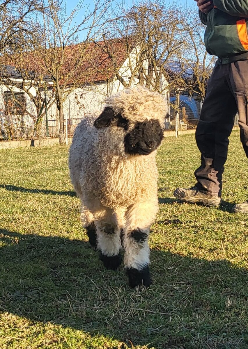 Walliserská černonosá ovce - beránek, walliser - 2