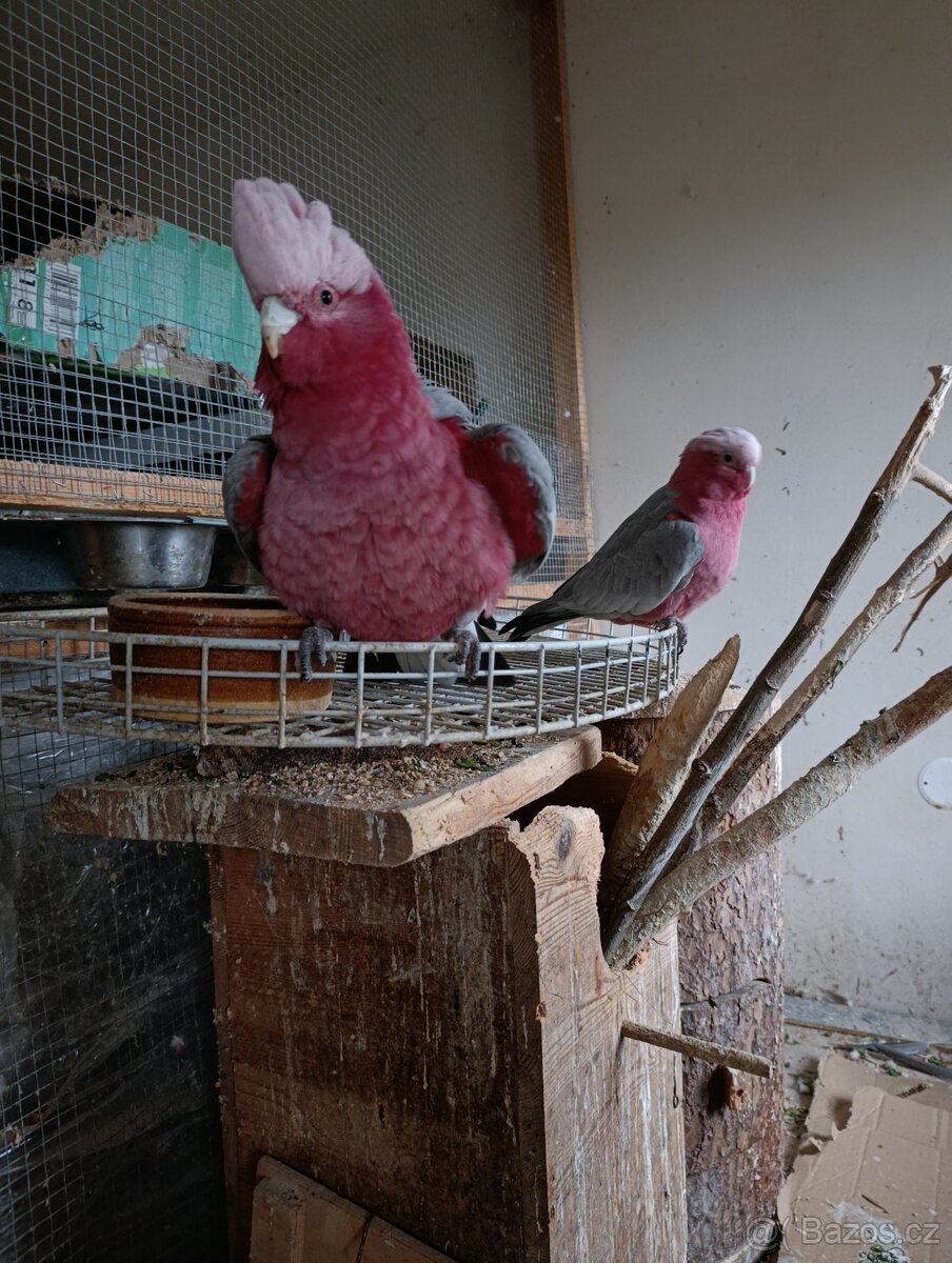 Prodám párek Kakadů růžových - 2
