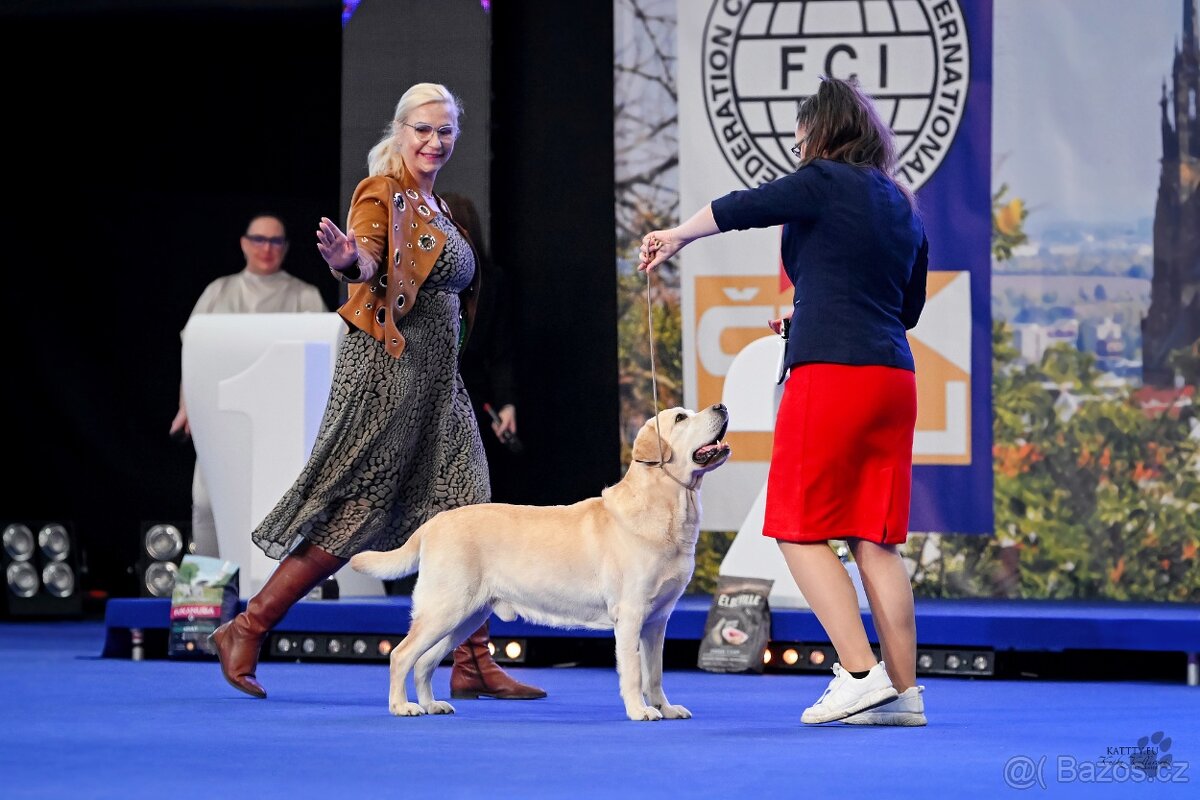 Labrador retriever s PP - Nabídka krytí - 2
