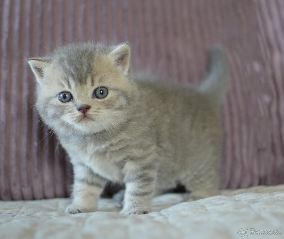 Britská krátkosrstá kočka s PP - 2