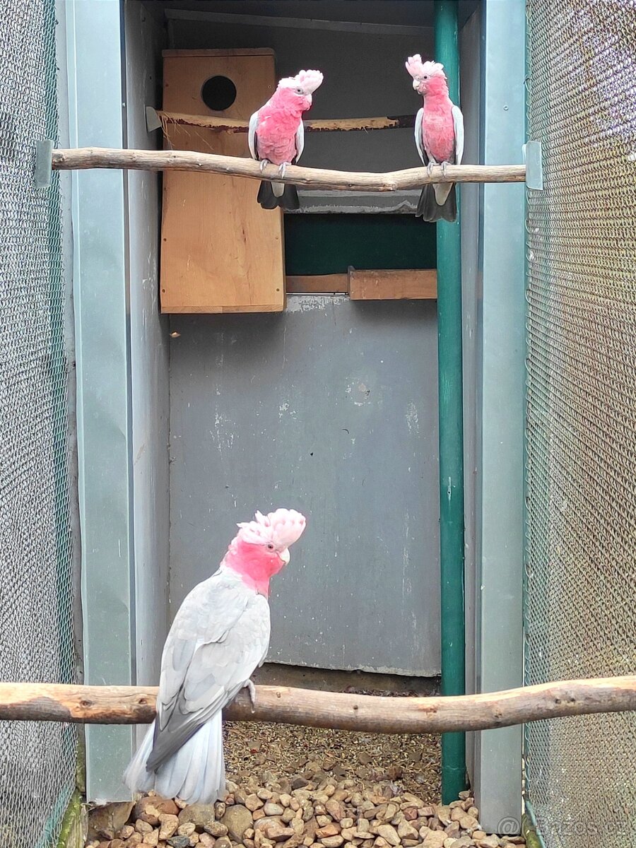 Kakadu růžový - 2