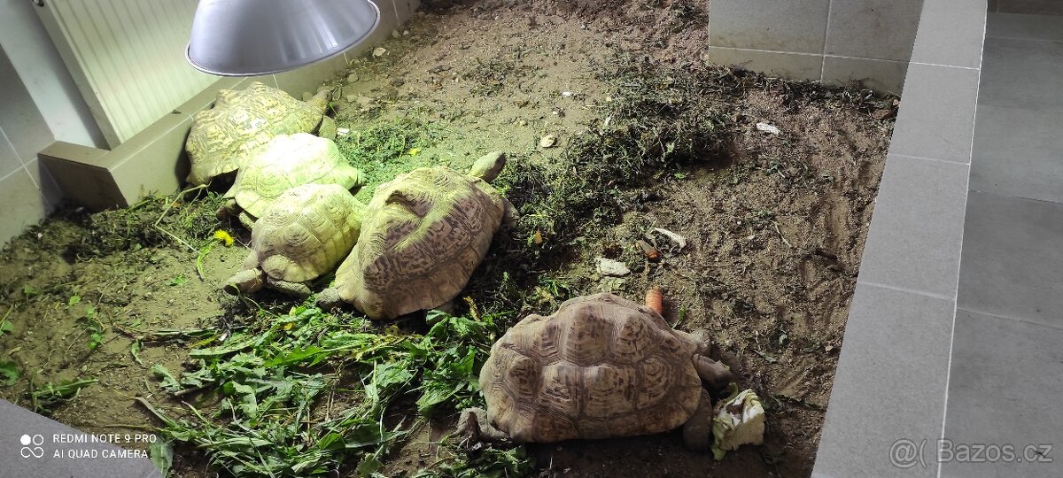 Želva pardálí - 2