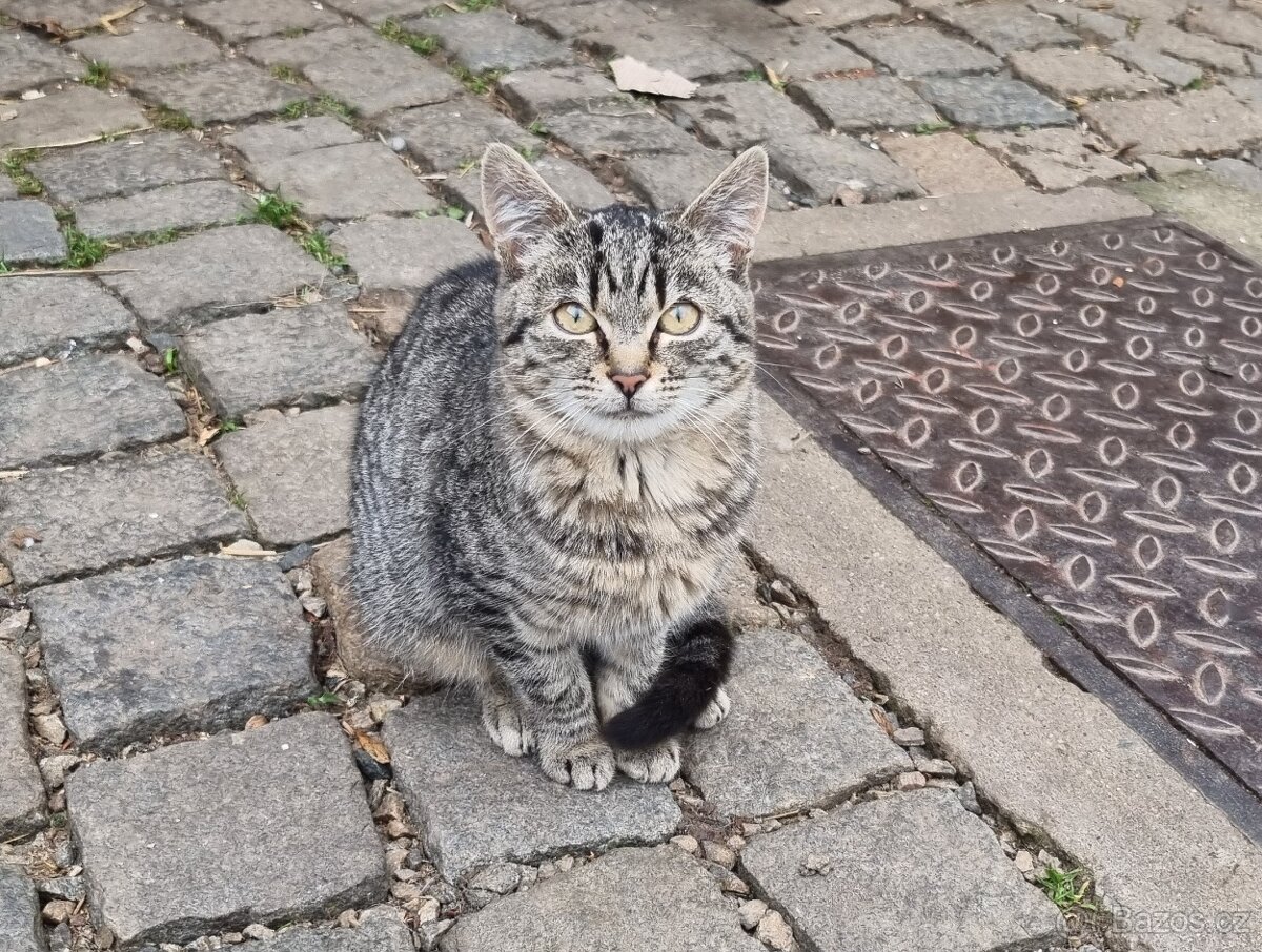 Daruji koťátko - 2