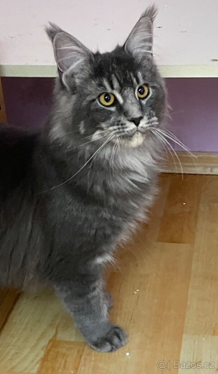 Mainská mývalí s pp - 2