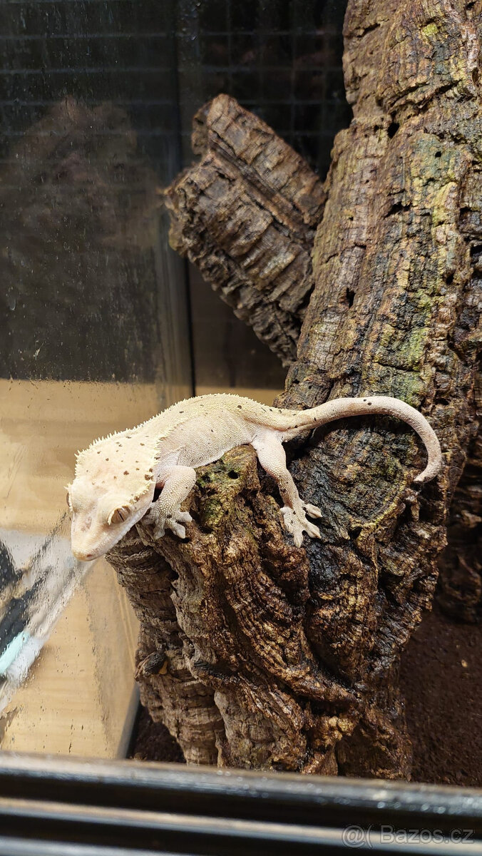 Pagekon řasnatý - 2