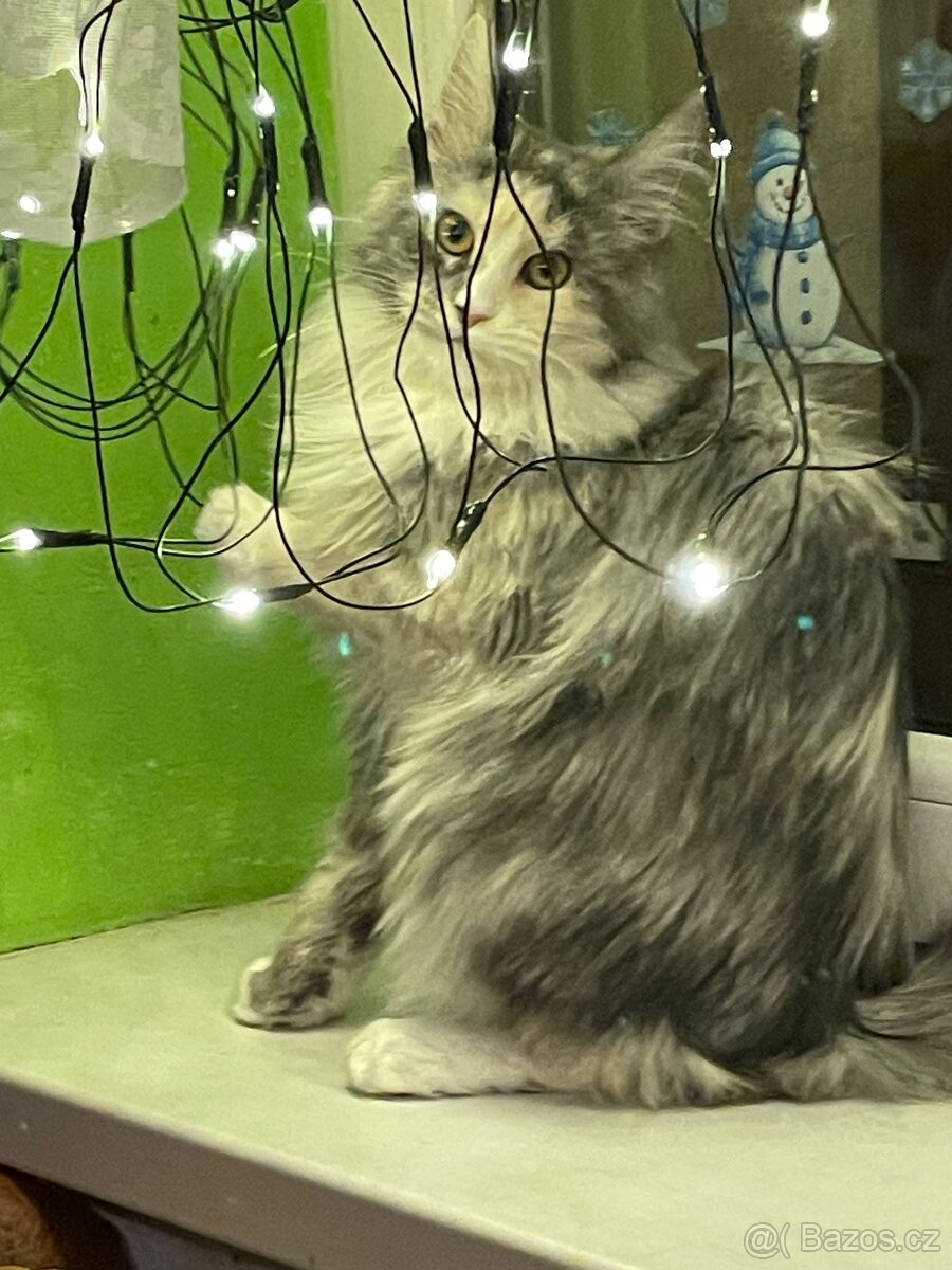 Mainská mývalí s pp - 2